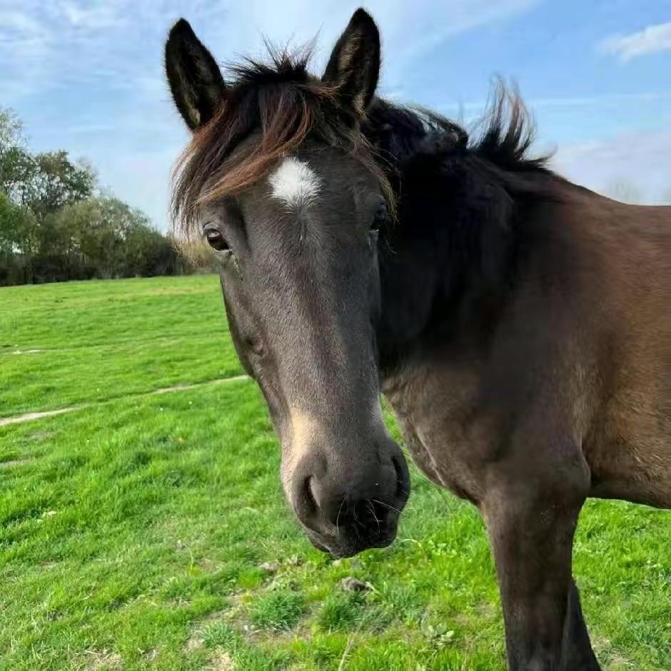 @河南万邦驴肉马肉食品批发贸易供应链