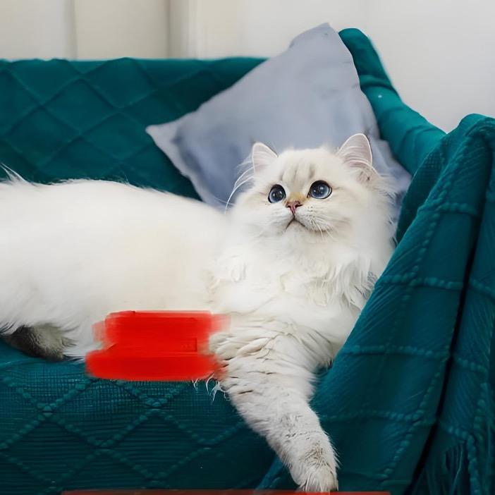 赚赚不爱吃鱼🐱