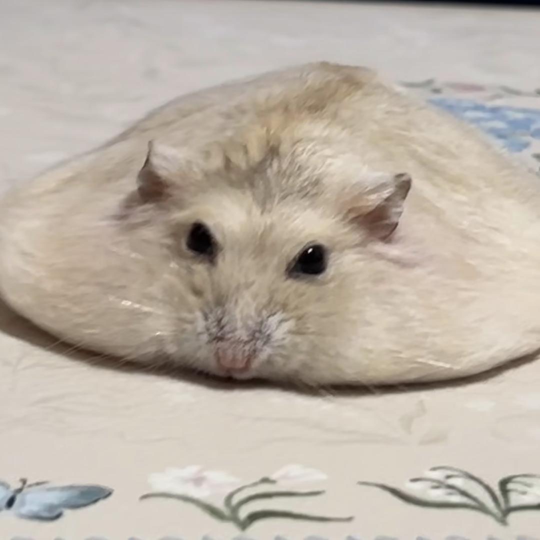 马铃🐹不是土豆