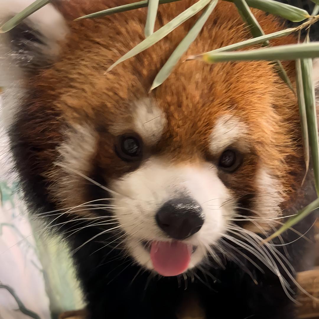 小熊猫不是喵