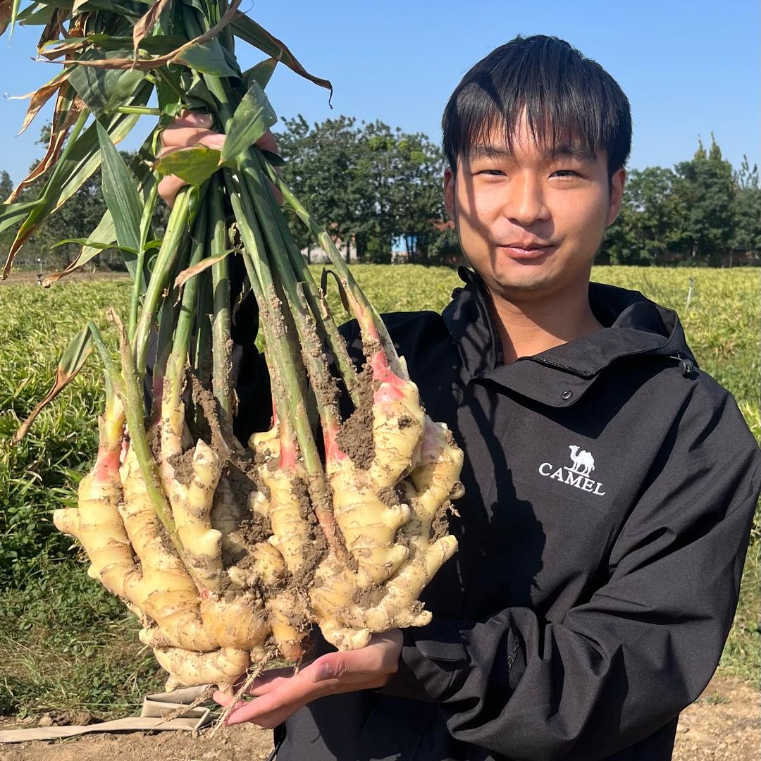 大龙生姜团队～刘三炮