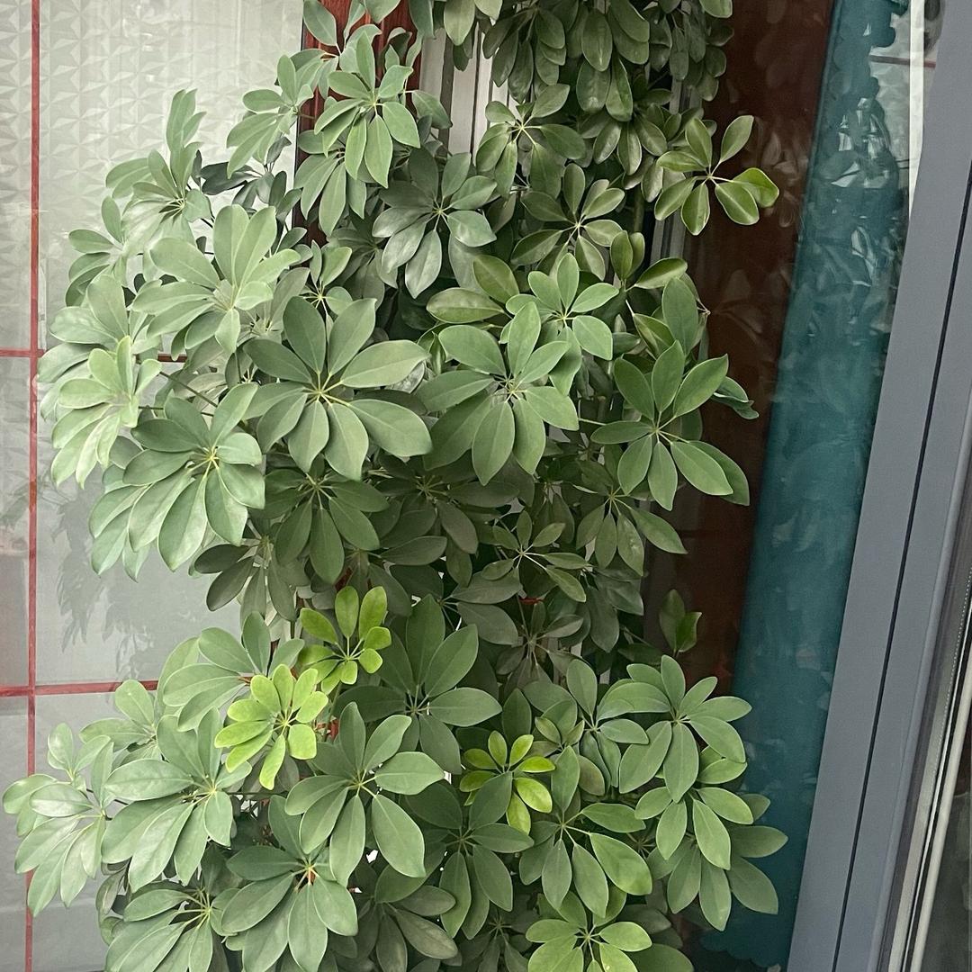百事可乐