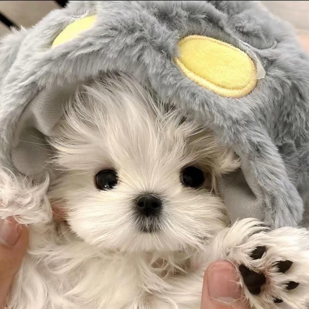 ♥︎困困睡不醒💤