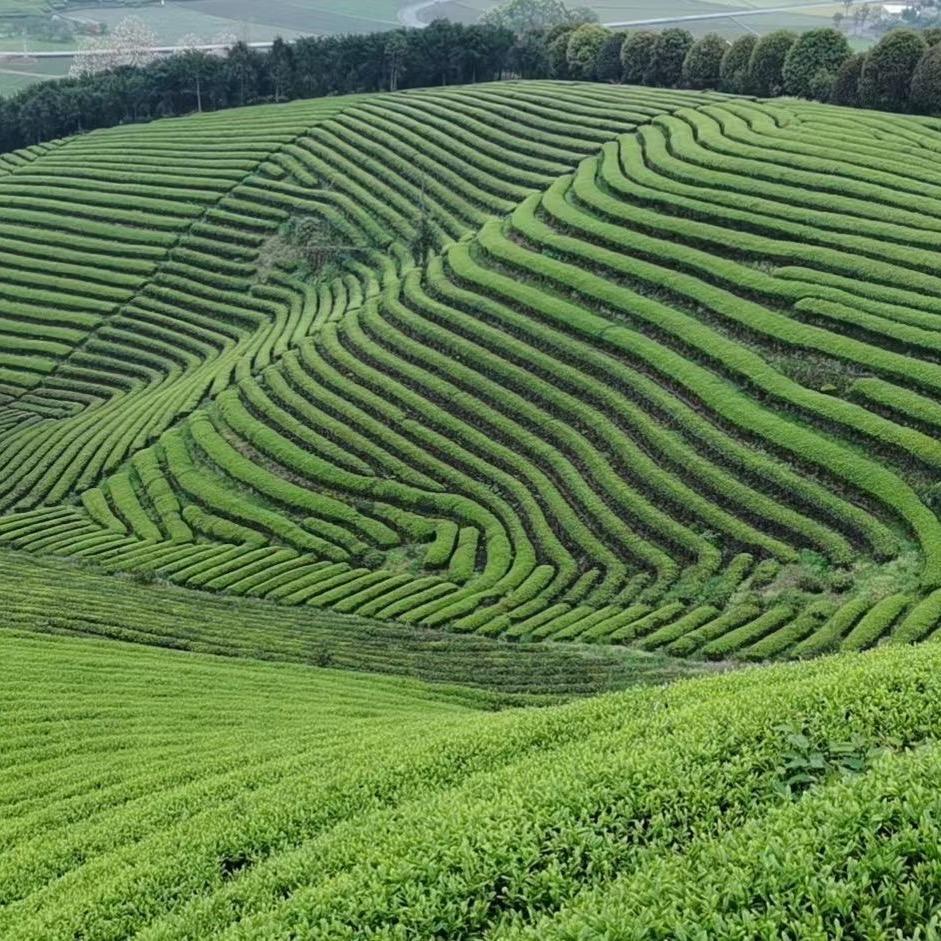 草长莺飞北京茗韵淡雅商贸有限公司茶叶专卖店
