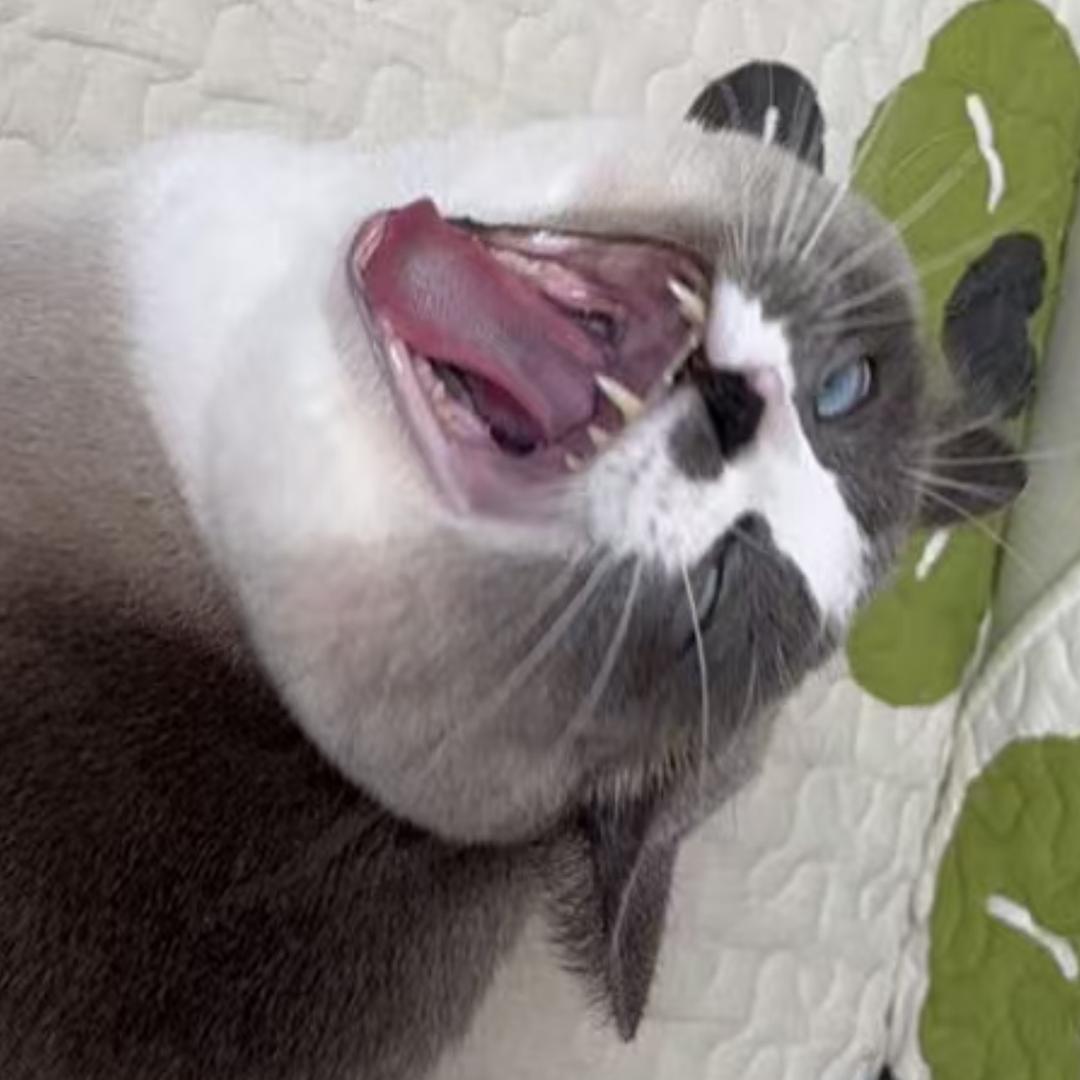 毒奶熊