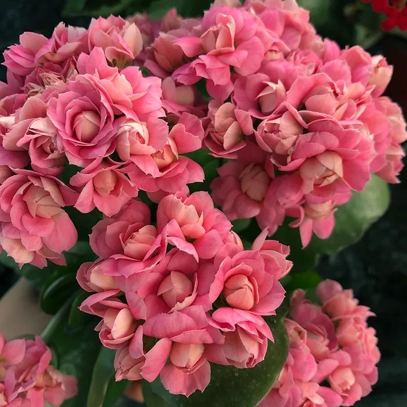 二师兄的花园