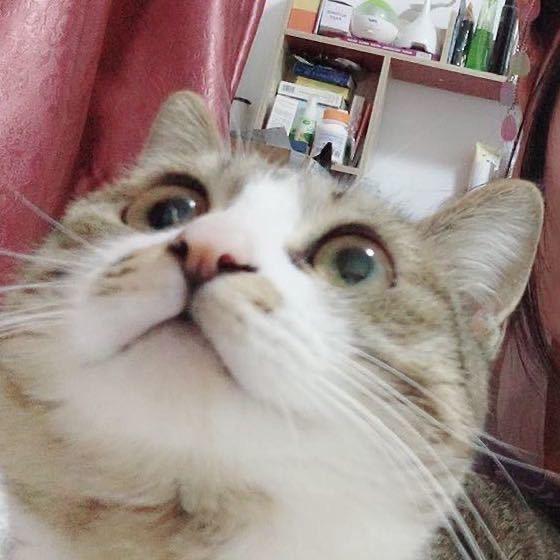 热缩簪娘晨墨