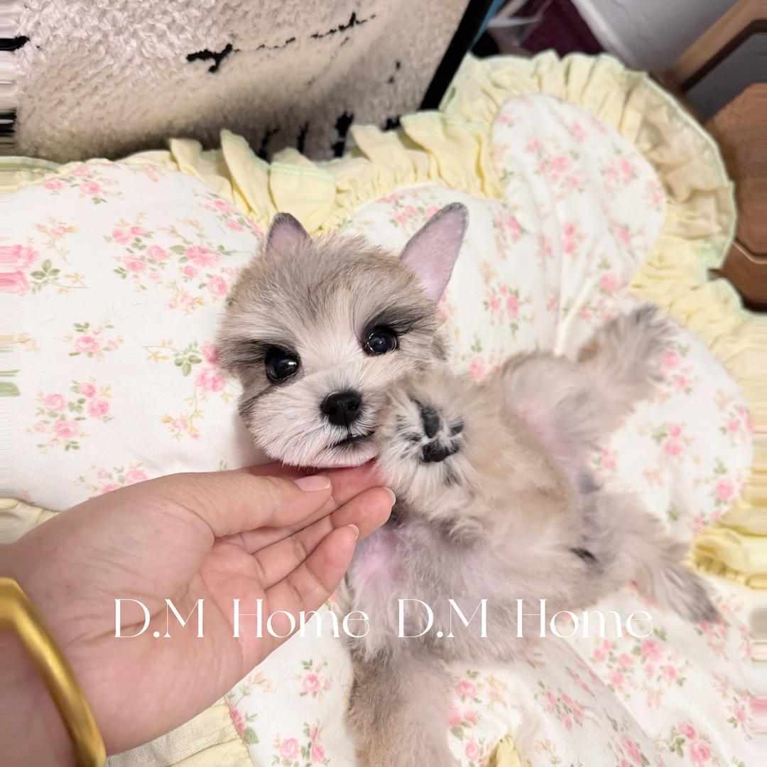 D.M Home雪纳瑞工作室（直播号）