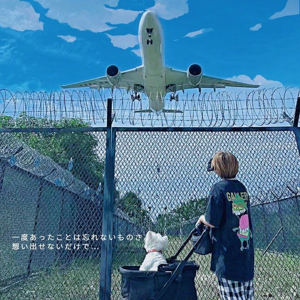 它叫托尼