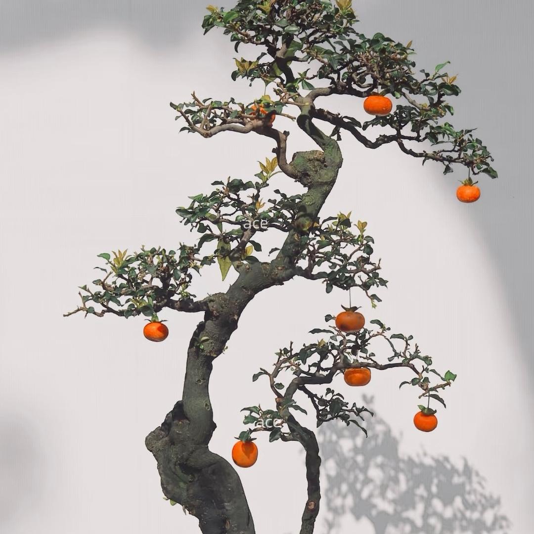 田小豆金弹子🪴（尊师耀子）