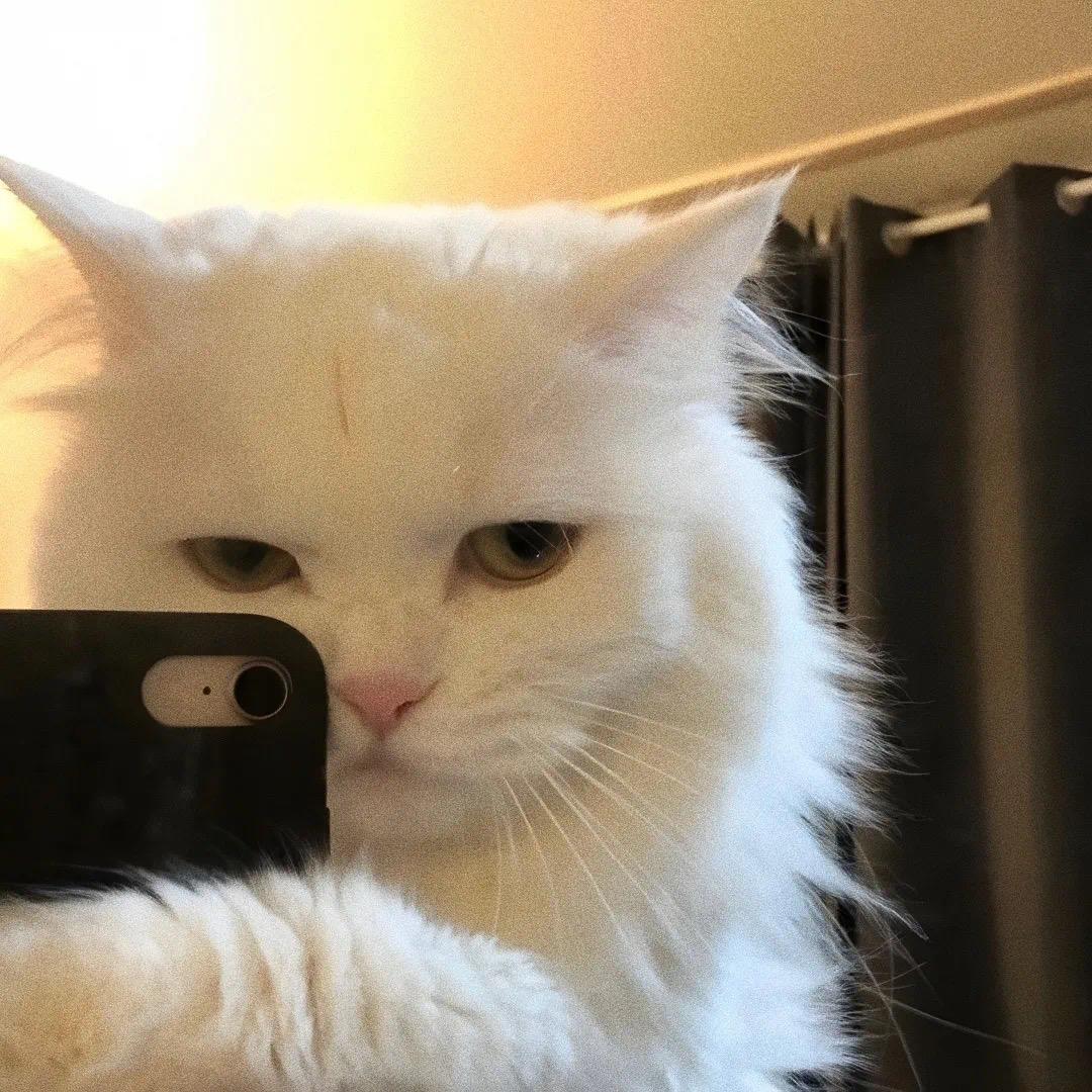 Y  G