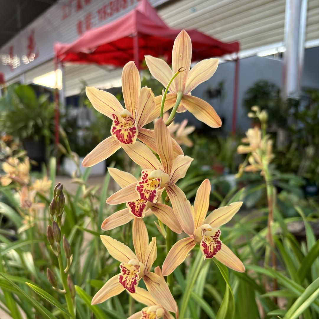 菜菜花卉