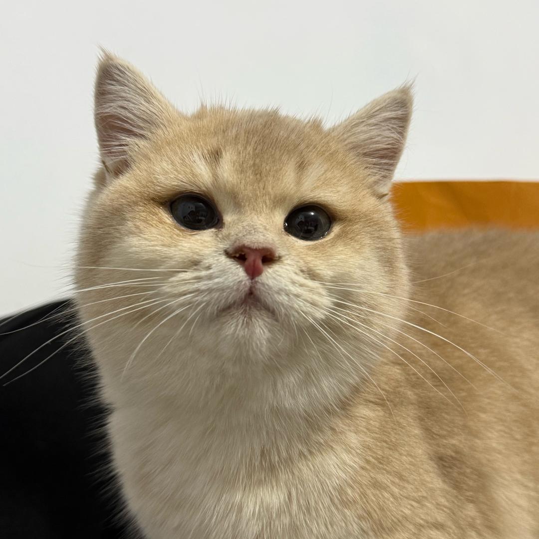 煤球是只猫