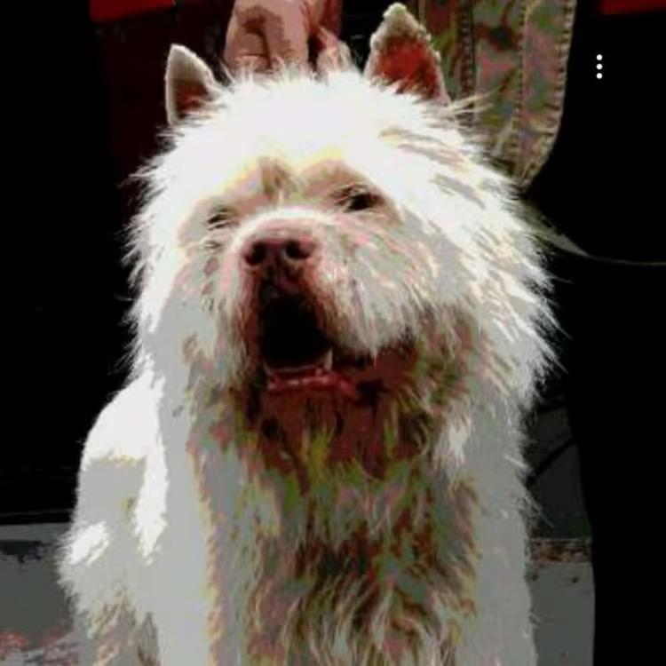老杨下司犬