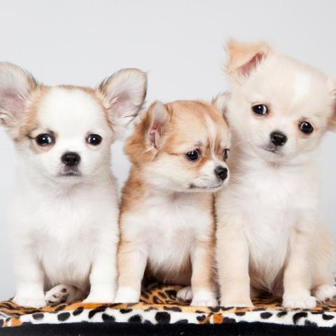 大冶市乐享百货商行