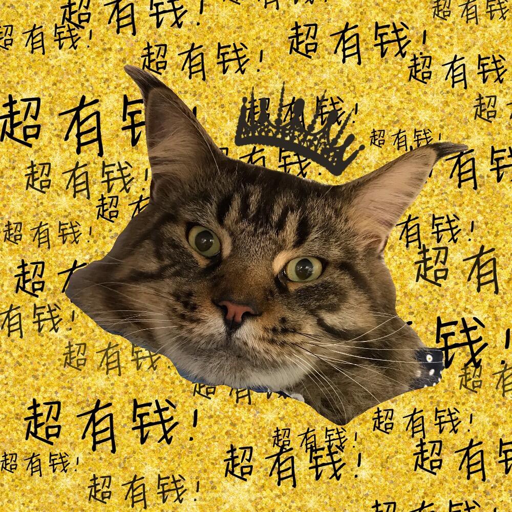 傲娇腹肌猫