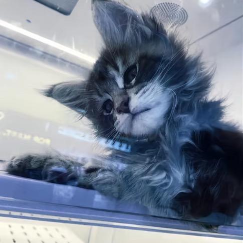 猫傻