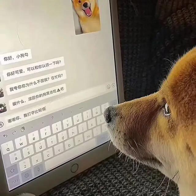 小浣熊