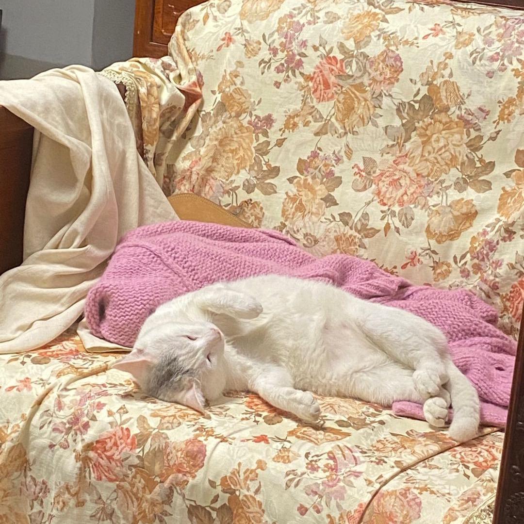 Kikyo