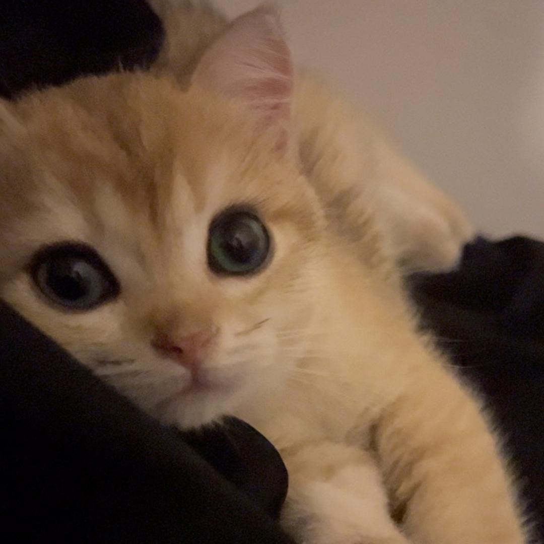 猫的范老师