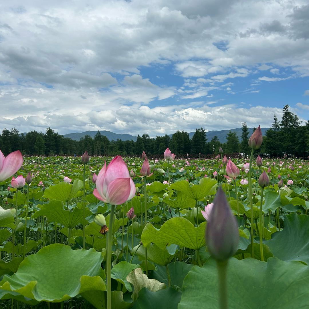 田田🌻