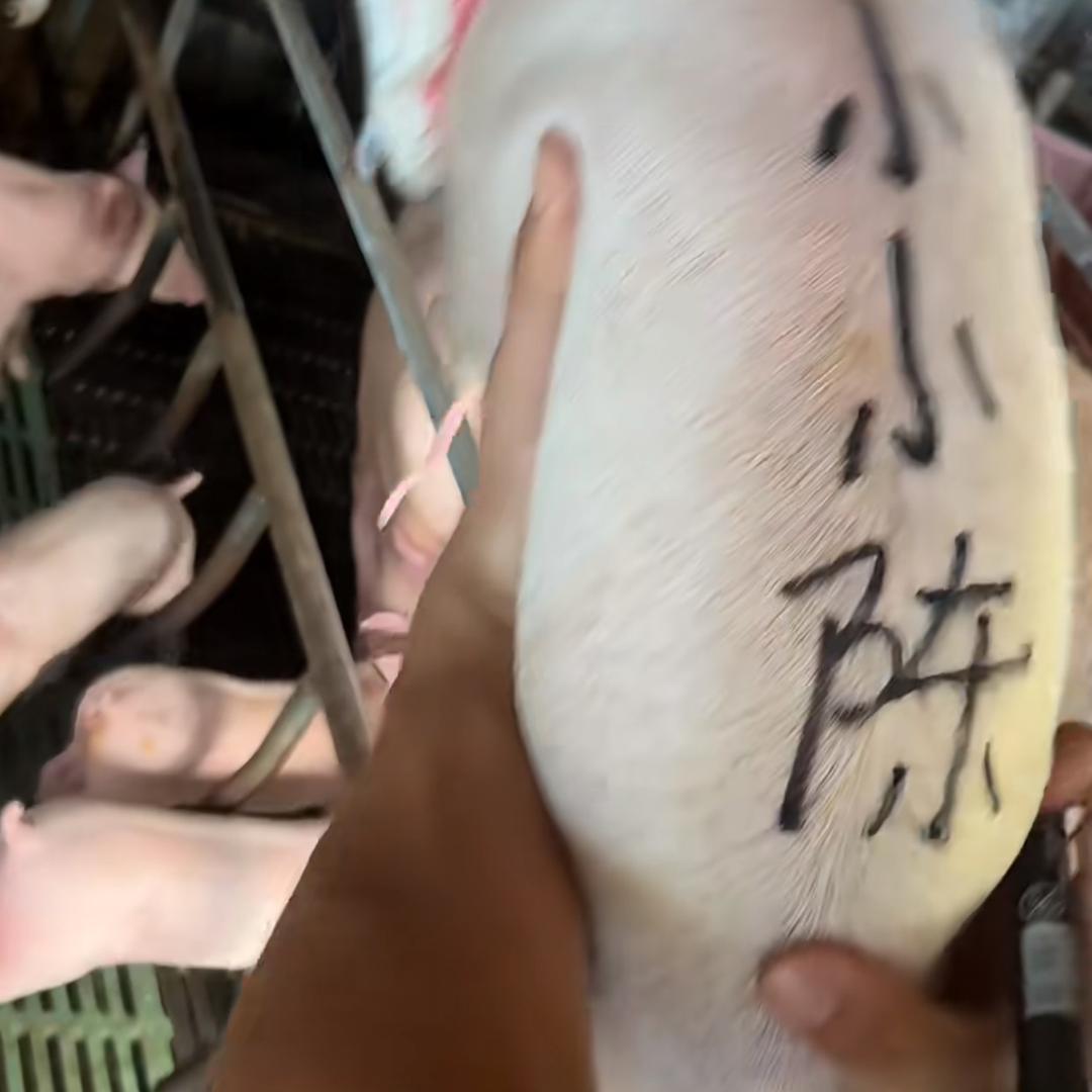 ღᩚ᭄㣻罖᭄ৡᩚ࿐