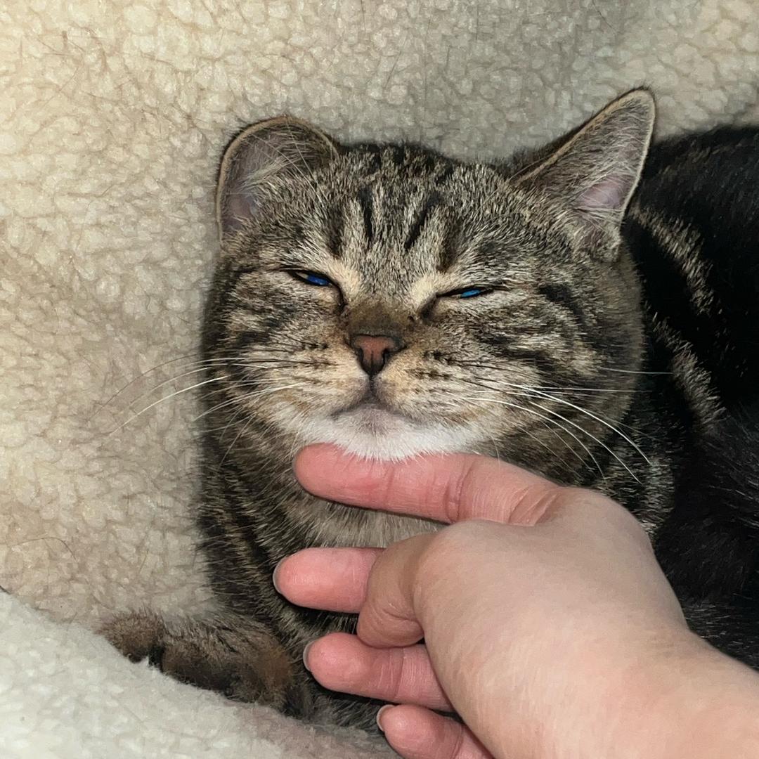 AAA猪饲料批发李姐