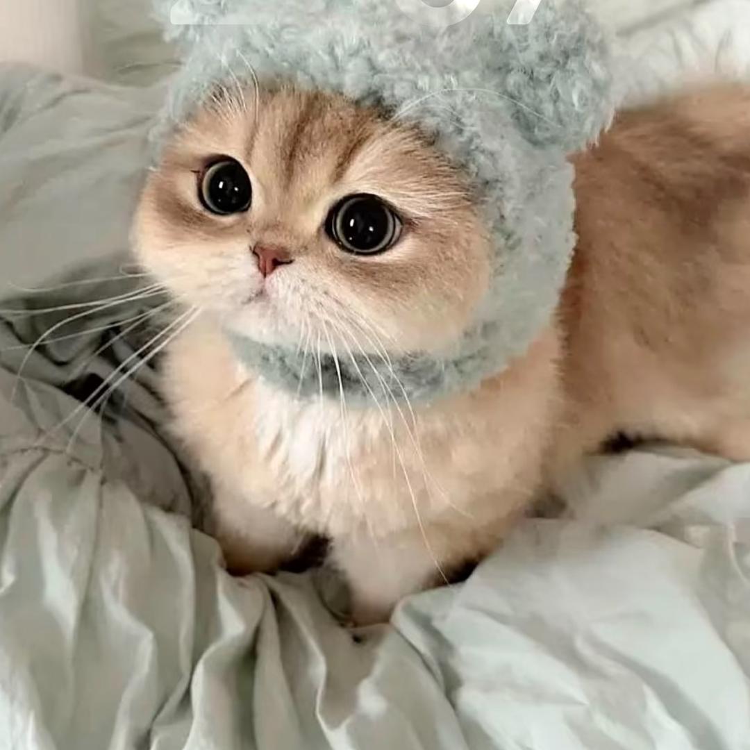 呆呆