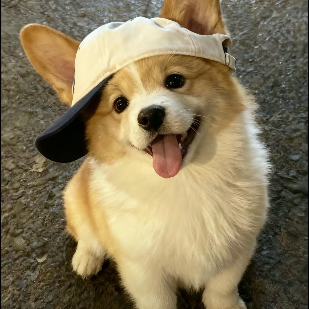 秃秃小张