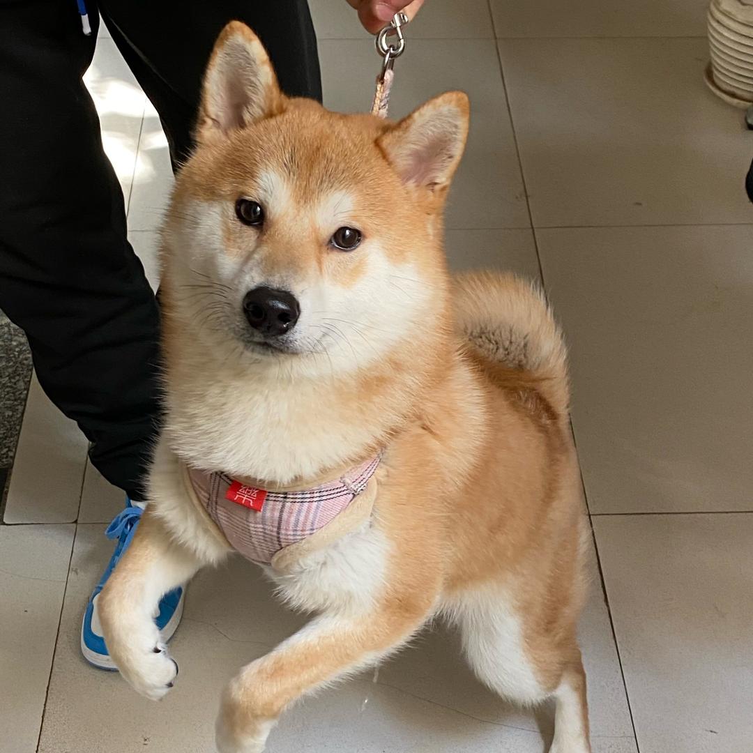 长期回收光猫机顶盒网线