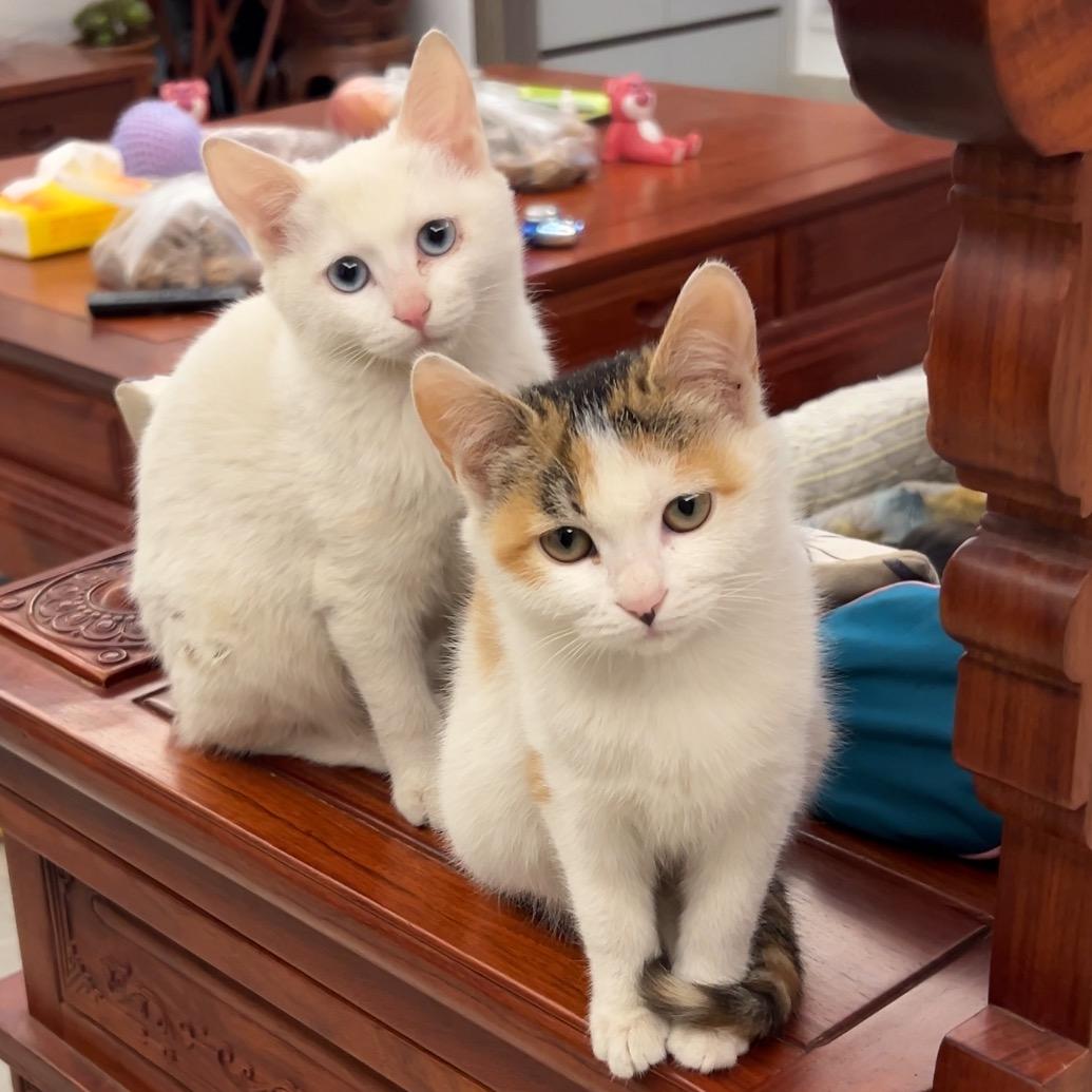 楠姐的护爪日记