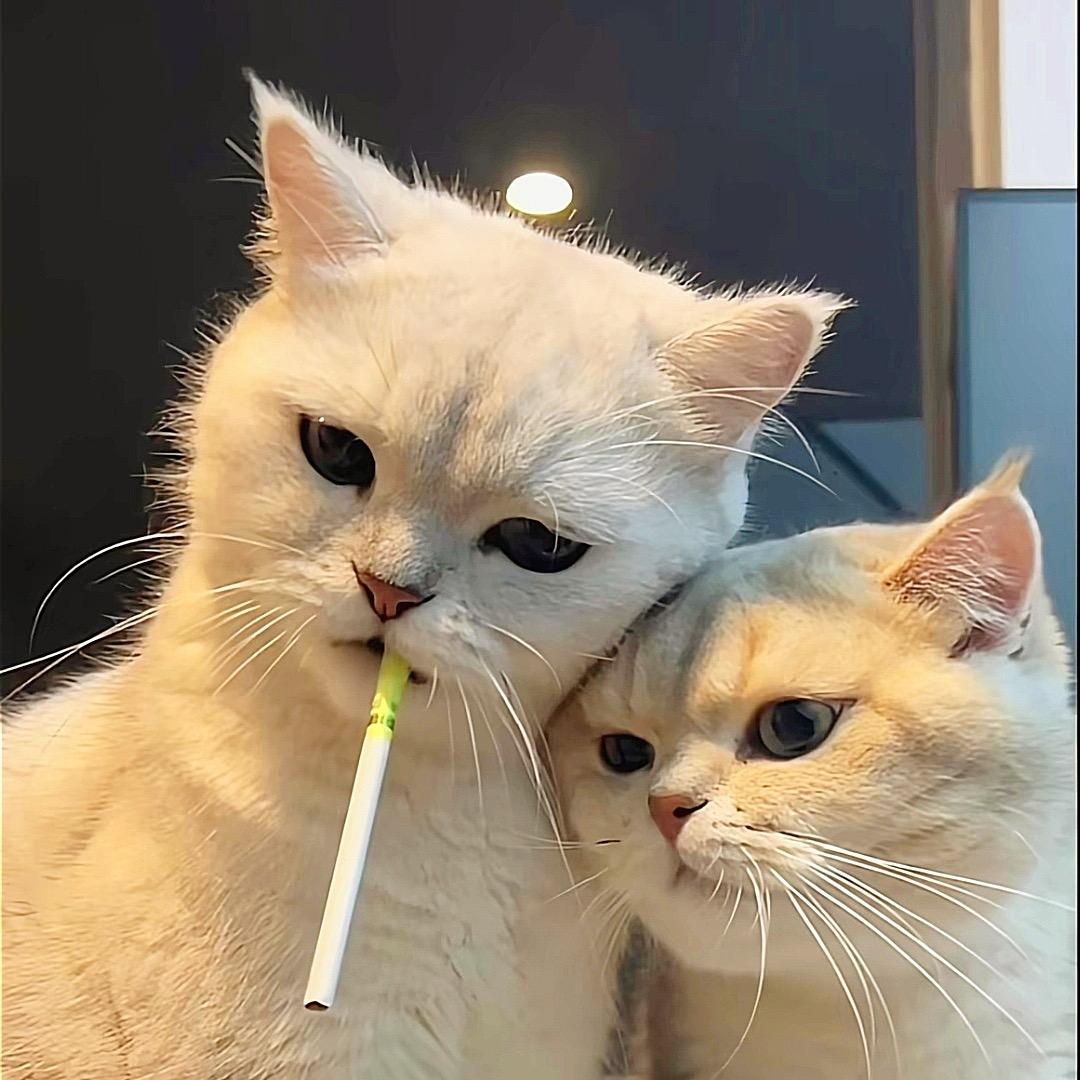 海绵皮卡宝宝丘