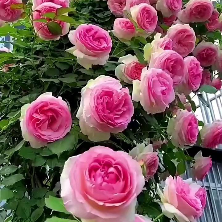 十亩花海月季基地