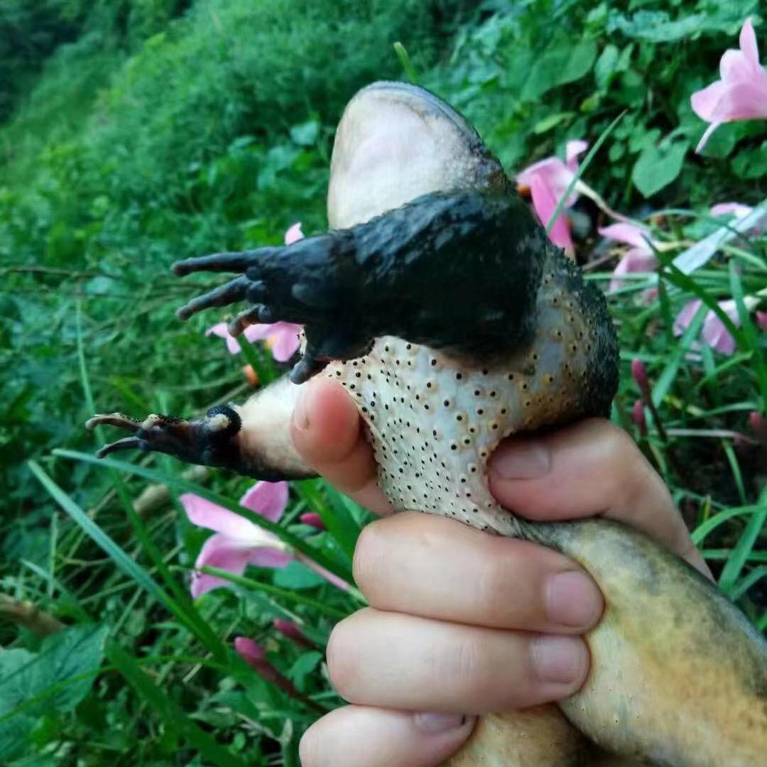 林河石蛙养殖场