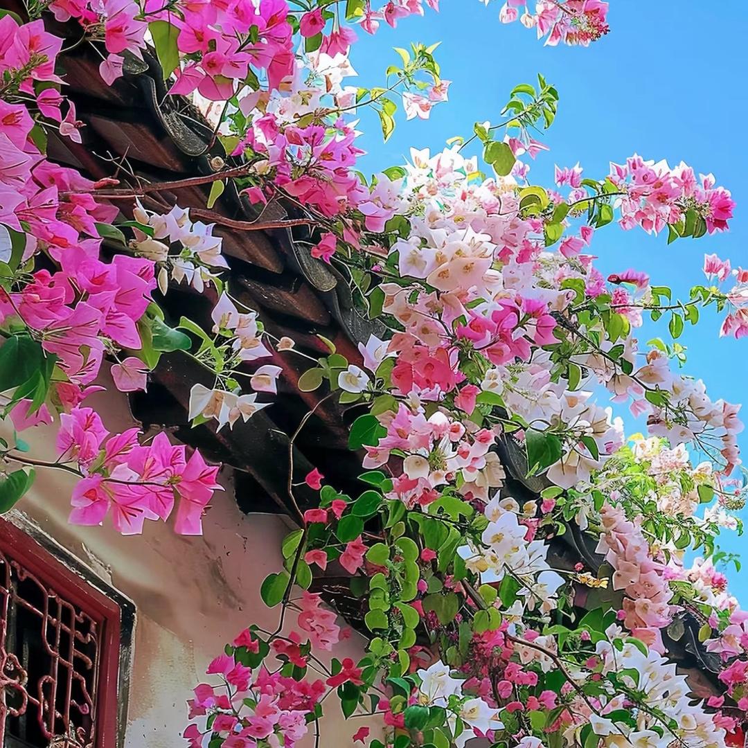 兴宇盛花卉
