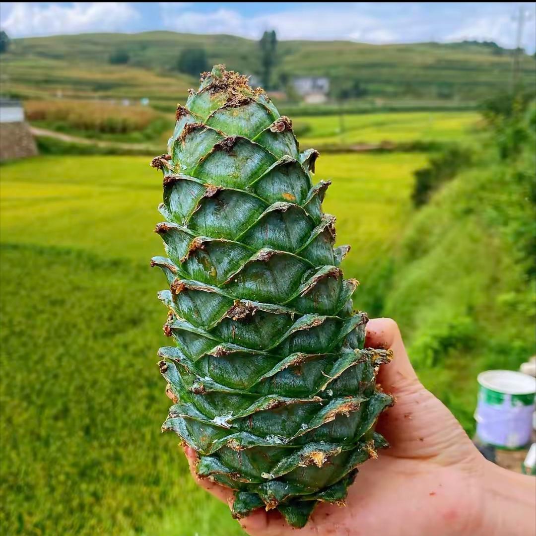 听莫