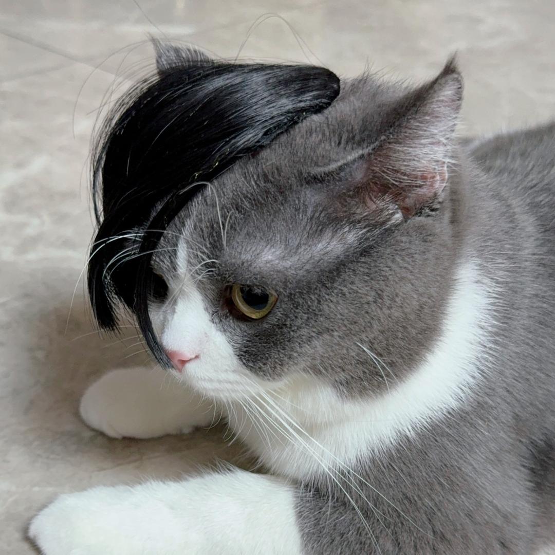 蓝钻芯宠物免洗梳