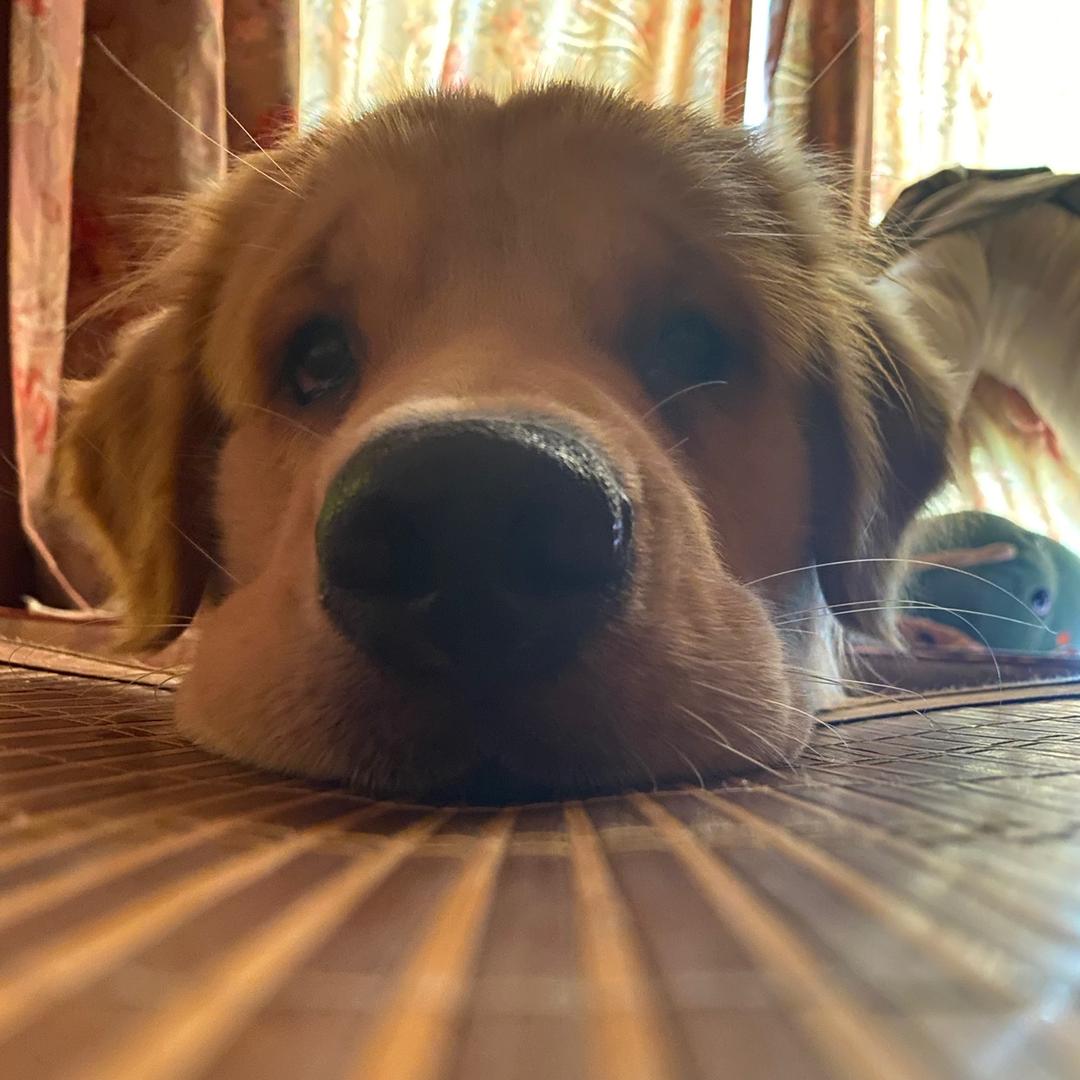 🌈🌈🌈小姜不吃素