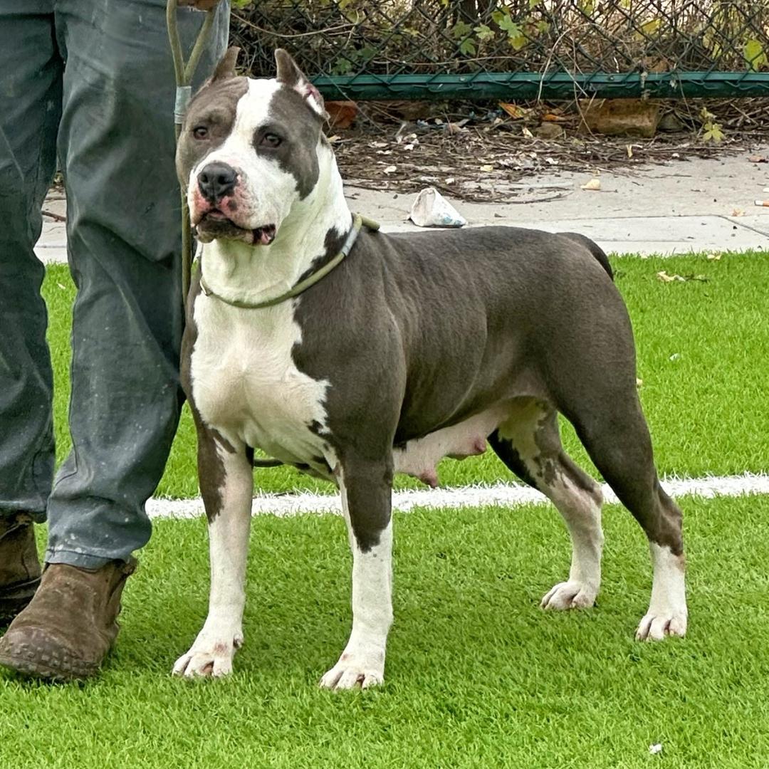 牛牛🐮斯塔福（常用号）