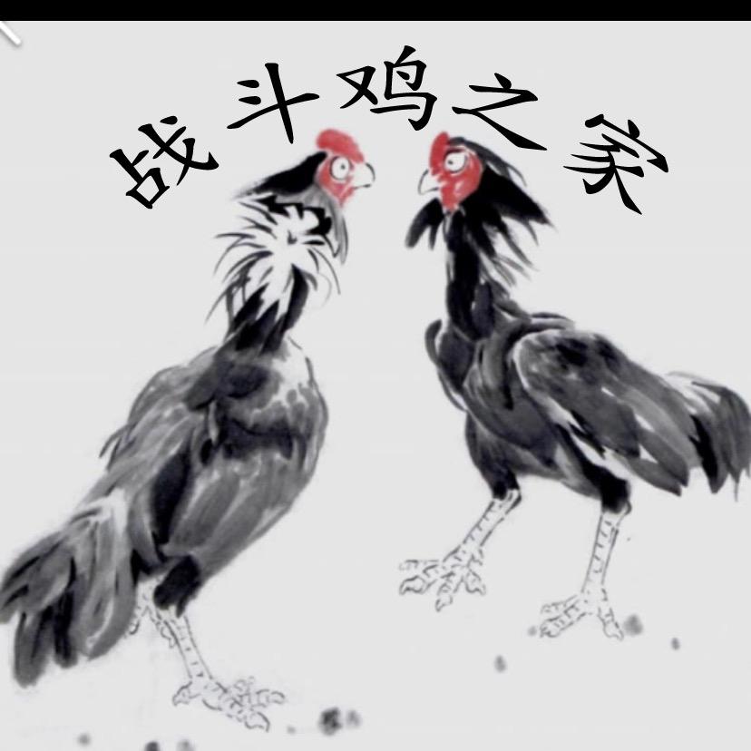 战斗鸡之家
