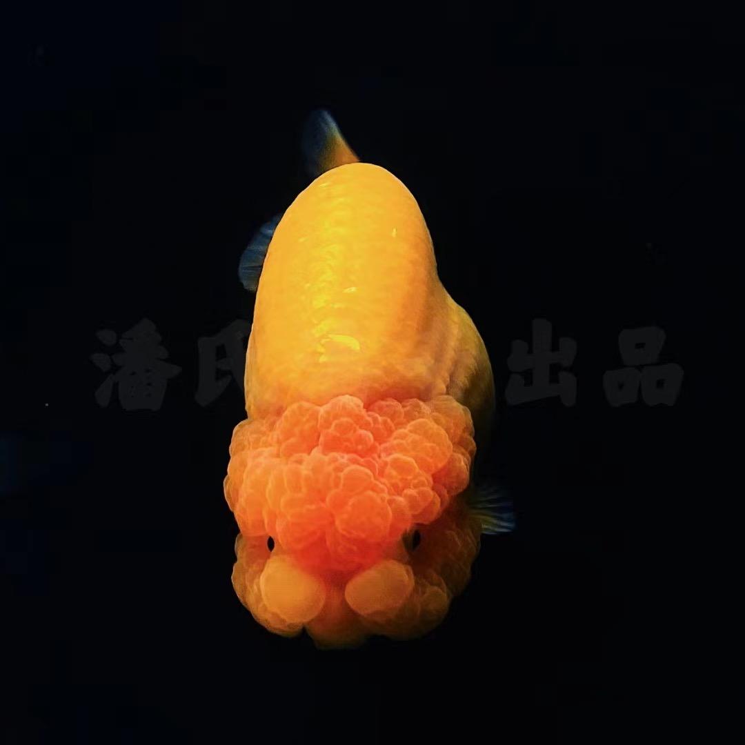 潘潘金鱼