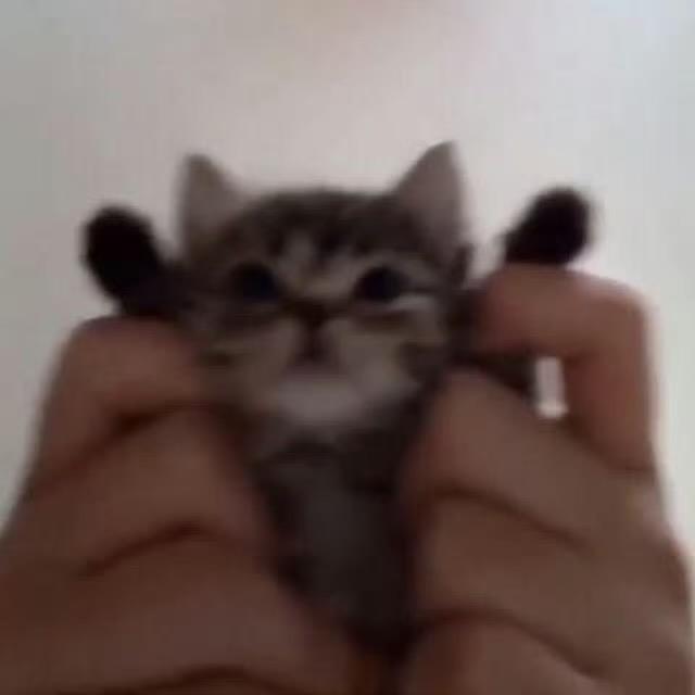MaoMao