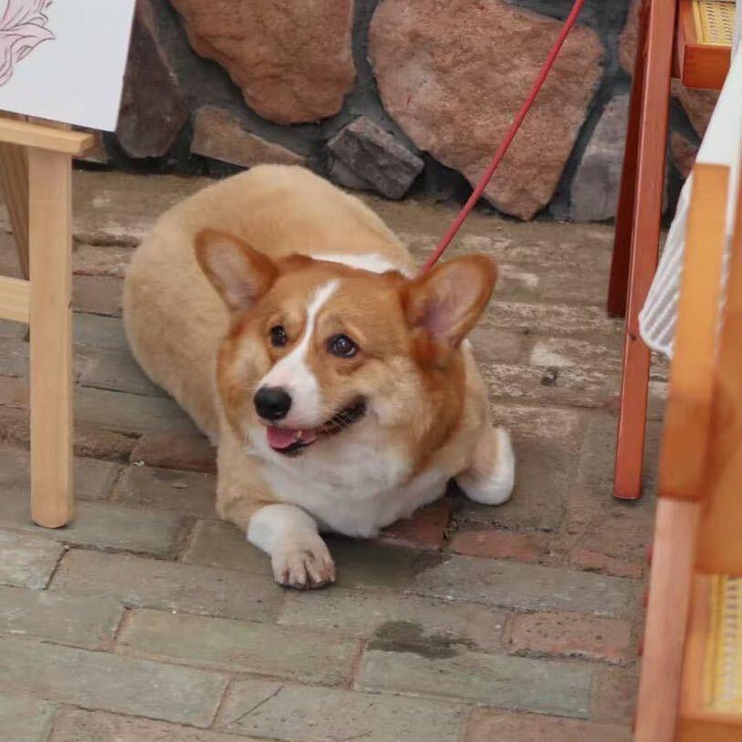 小熊家的柴犬柯基