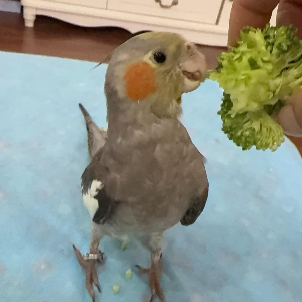 小九