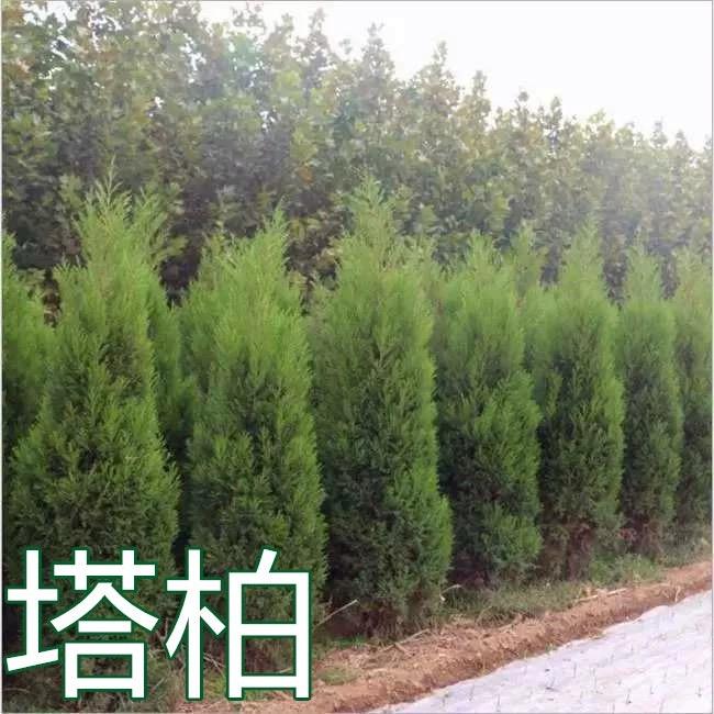 花农氏苏一园艺专卖店