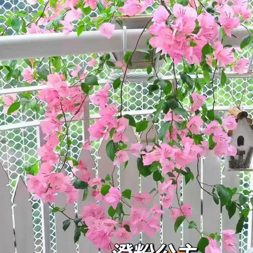 栀香隐市花卉店