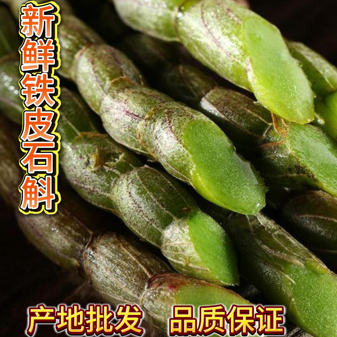 陈氏铁皮石斛园