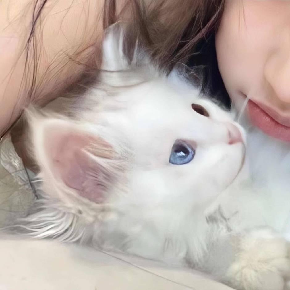 不要吃蛋糕