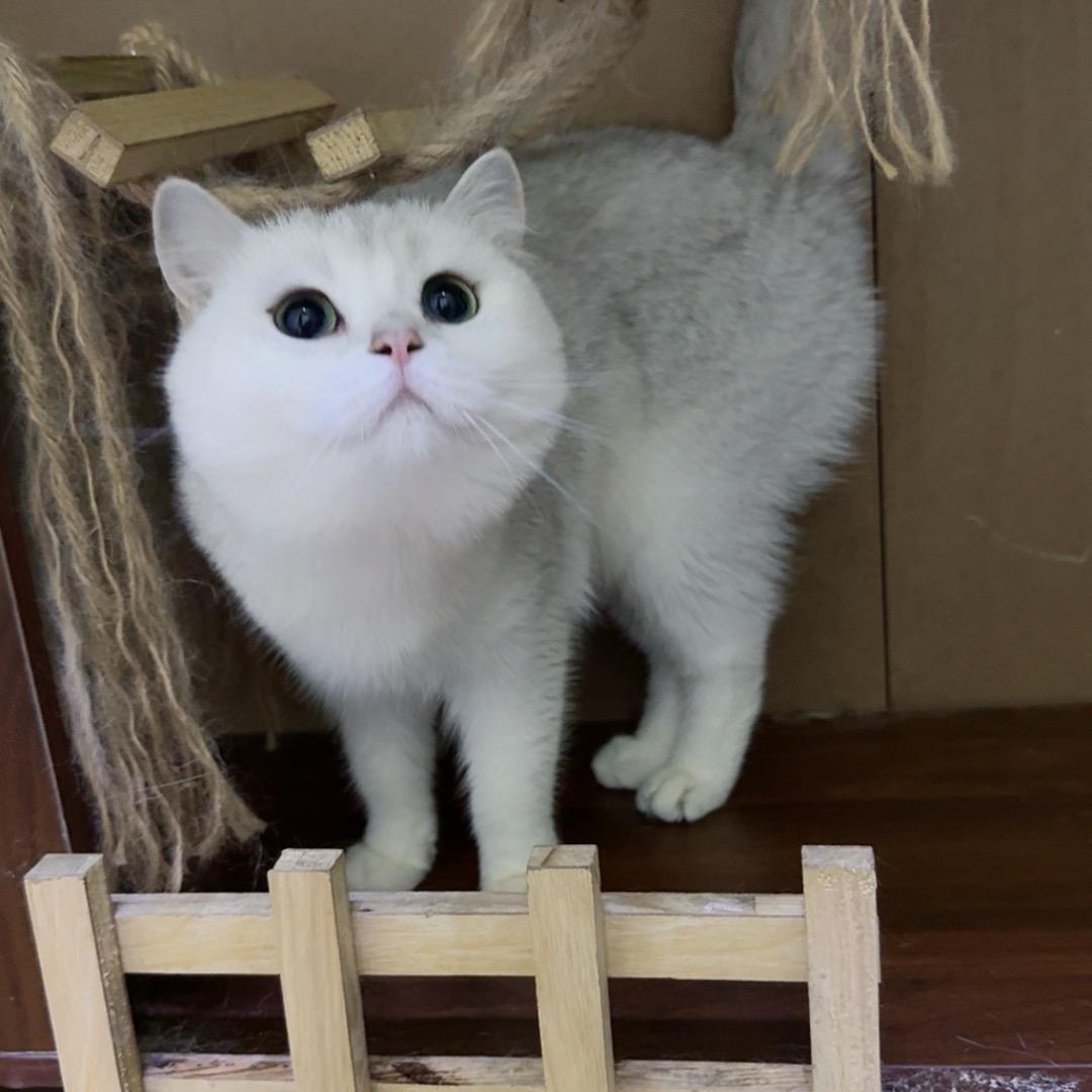 女巫的黑猫
