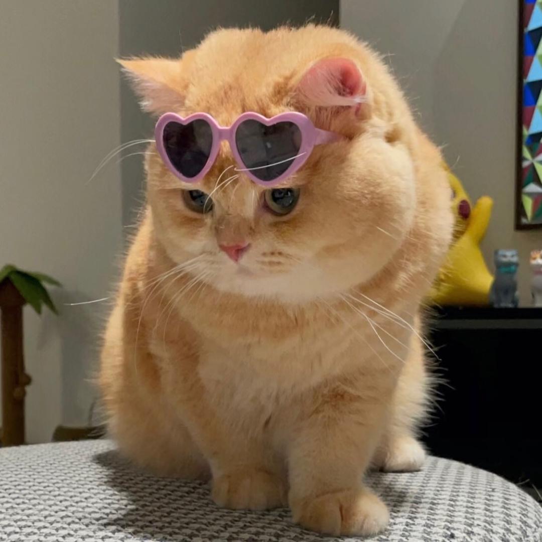 困乏小猫.
